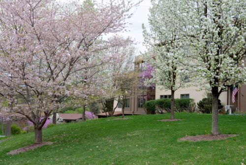 Meadowood
