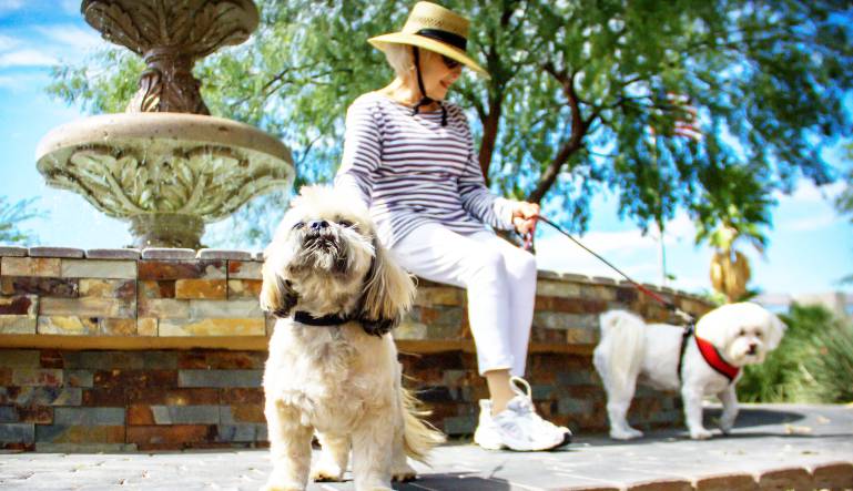 How Pets Improve Emotional Well-Being for Seniors